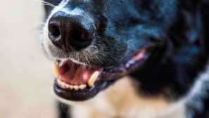 3 Výrazy psů, které jsme mylně přijali znamení zvířat štěstí